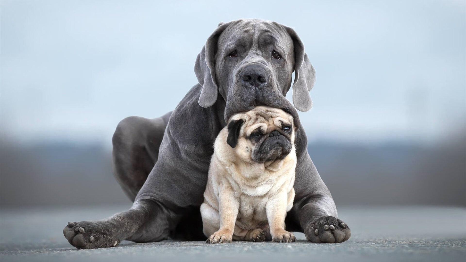 本泽马爆发助卡塔尔财团强势拿下贝蒂斯,足球资本新格局浮现